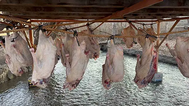 Kars'ta geleneksel kurutma yöntemi ile kazlar sofralara hazırlanıyor
