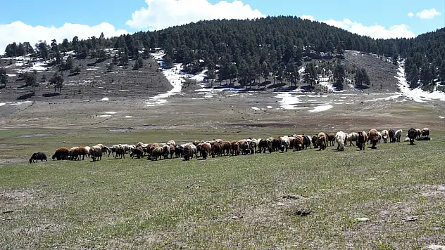 Kars'ta hayvanlar 6 ay sonra meralara kavuştu
