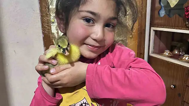 Kars'ta kazlar kuluçkaya yattı, yılın ilk yavruları çıktı