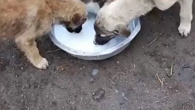 Kars'ta kedi ve köpek arasında paylaşımın en tatlı hali