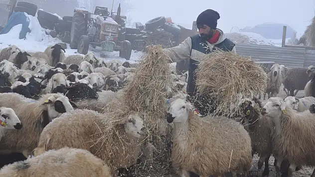 Kars'ta küçükbaş hayvancılık çoban sorunu ile karşı karşıya
