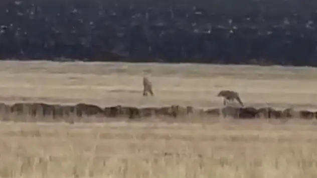 Kars'ta Kurt Sürüsü Tarım Arazisinde Görüntülendi