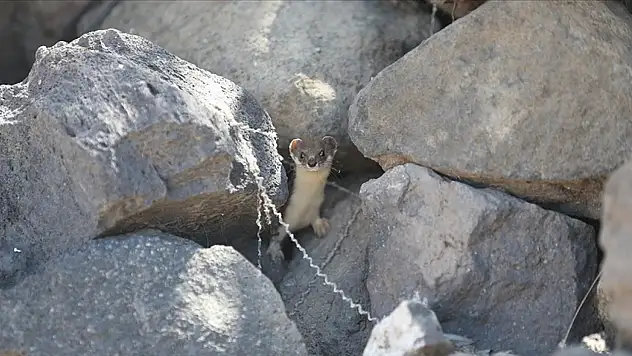 Kars'ta Nadir Gelincik, Park Halindeki Araçların Altından Görüntülendi!