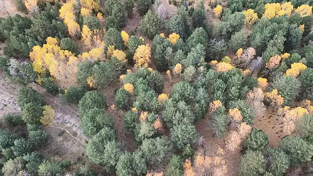 Kars'ta Sarıkamış Ormanları'nda Sonbahar Renk Cümbüşü Görsel Şölen Sunuyor