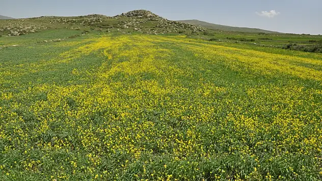 Kars'ta Sarıkamış'ta açan sarıçiçekler, baharın güzelliklerini gözler önüne seriyor.