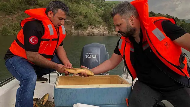 Kars'ta Sazan Balığı Üreme Araştırması ve Kaçak Avcılıkla Mücadele Başlatıldı