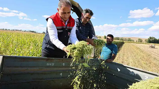 Kars'ta Silajlık Mısır Hasadında Yüzde 75 Verim Artışı Elde Edildi
