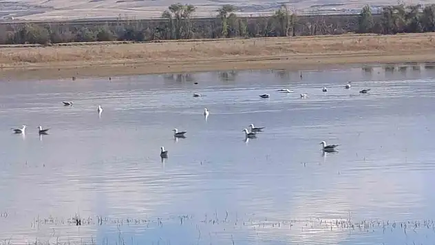 Kars'ta Sulak Alanlar Göç Eden Kuşların İhtiyaçlarını Karşılıyor