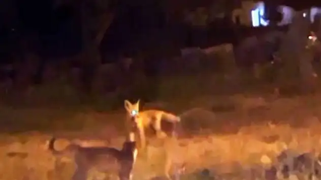 Kars'ta Tilki ve Kedilerin Oyun Anı Kameralara Yansıdı!
