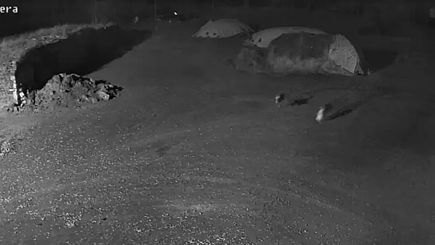 Kars'ta ürküten gece: Kurtlar köpeği böyle götürdü