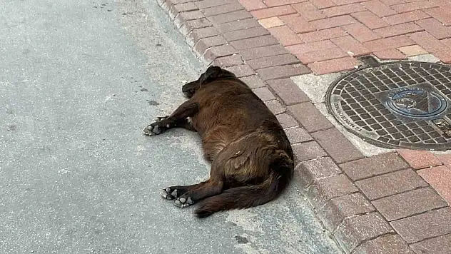 Kene sayısında artış: Sokak hayvanlarının rolü ne?