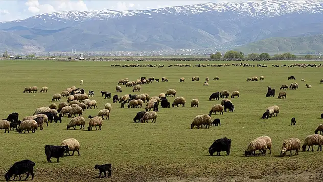 Kırsalda Bereket, Hayvancılığa Destek projesi başvuruları başladı