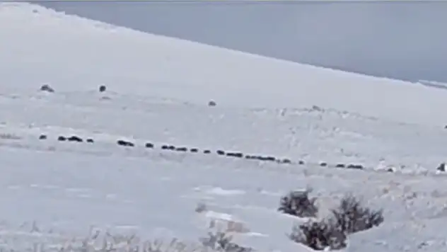 Kış bastırdı, domuzlar köylere indi