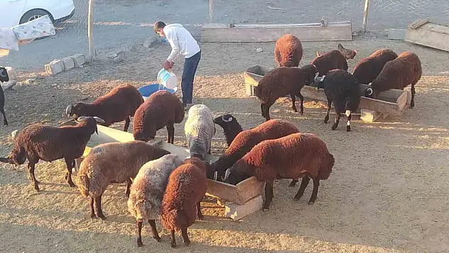 Kış öncesi Patnos'ta hayvan bakımı yoğunlaştı