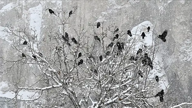 Kış ortasında iki uç nokta: Don ve yaz havası