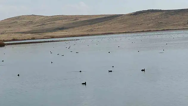 Köyceğiz Göleti'nde Yaban Ördeklerinin Görsel Şöleni Doğaseverleri Büyülüyor