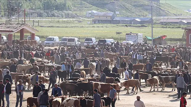 Kurban Bayramı için 80 bin kurbanlık Erzurum, Kars, Ağrı ve Ardahan'dan yola çıktı!