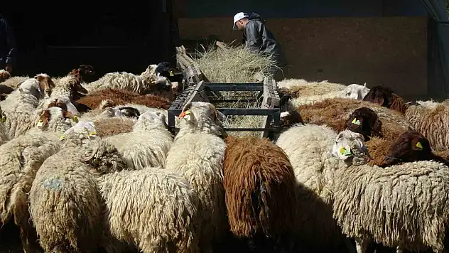 Kurban Bayramı öncesi güvenilir koyun satışına ilgi artıyor