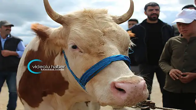 Kurban pazarı Ağrı'da hareketlendi: Son gün yoğunluğu yüzleri güldürdü