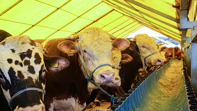 Kurbanın Görünmeyen Faturası Cep Yakıyor! Ek Masraflarda Büyük Artış
