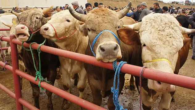 Kurbanlık Satışları İçin Gün Sayılıyor