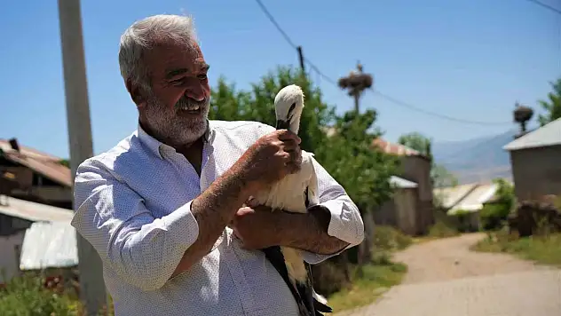 Leylek Yavrusunun Koruma Altına Alınması: Yuvadan Düşerek Kurtuluş Arıyor!
