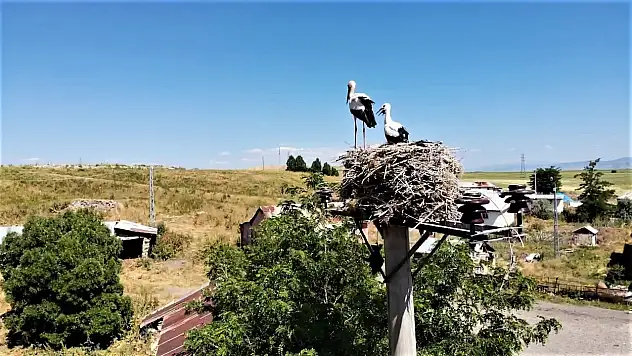 Leylekler, Muş Ovası'nda Yuva Yapıp Yavrularını Besliyor