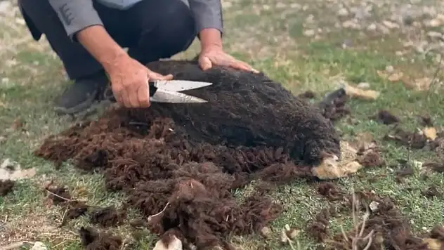 Makine yerine el makası: Diyadin'de eski usul koyun kırkımı