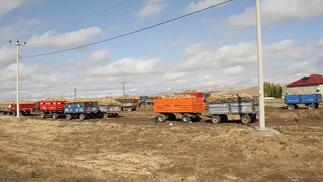 Malazgirt'te 2025 şeker pancarı alım sezonu hızla devam ediyor, 120 bin ton hedefleniyor