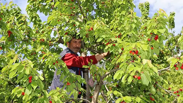 Misafir Kirazı Hasadı Çiftçileri Sevindirdi
