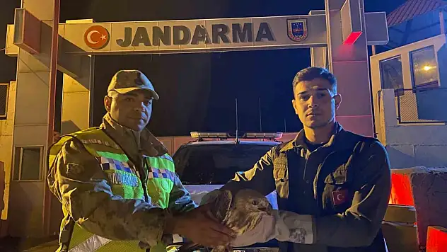 Muradiye'de Jandarma, Yaralı Kızıl Şahin'i Tedavi İçin Yetkililere Teslim Etti
