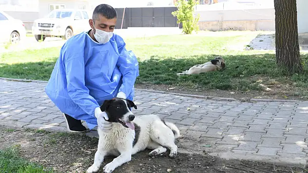 Muş Belediyesi'nden Sokak Hayvanlarına Şefkat Eli: 1 Ayda 1030 Hayvan Tedavi Edildi