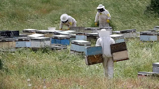 Muş Ovası'na 507 gezgin arıcı akın etti, sürdürülebilir bal üretimi için kovanlar yerleştirildi.