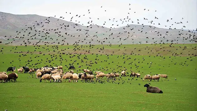 Muş Ovası'nda ilkbahar güzelliği