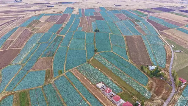 Muş Ovası'nda lahana hasadı başladı, 150 milyon lira katkı bekleniyor!