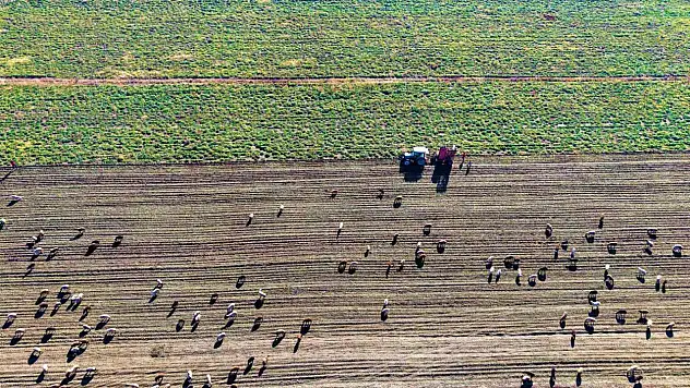 Muş Ovası'nda şeker pancarı hasadı sürerken çiftçiler zorlu mücadele veriyor