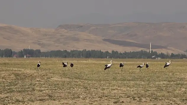 Muş Ovası'ndaki Leylekler, Göç İçin Kanat Çırpıyor