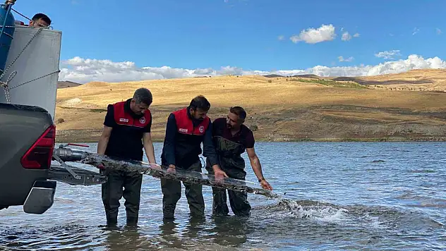 Muş'ta 1 Milyon Sazan Yavrusu Göletlere Bırakıldı, Balık Popülasyonu Artacak