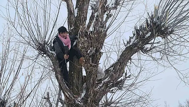 Muş'ta besicilerin kış formülü: Söğüt dalıyla yem tasarrufu