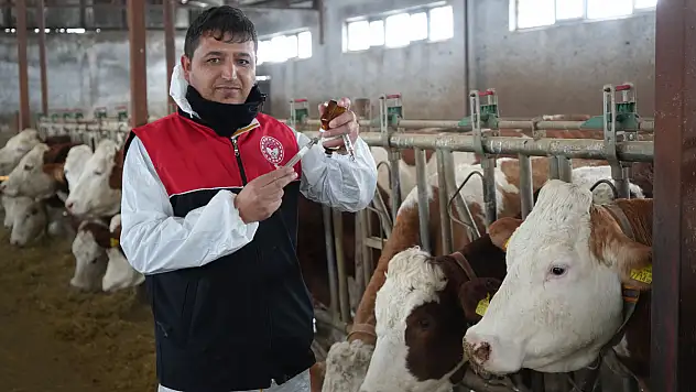 Muş'ta büyükbaş hayvanlar için aşılama çalışmaları sürüyor