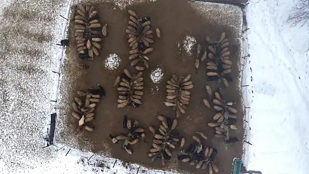 Muş'ta hayvancılıkta yeni dönem başladı