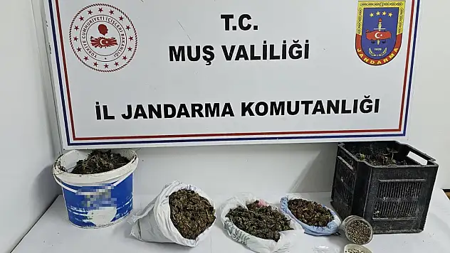 Muş'ta jandarmadan uyuşturucu operasyonu: 1.35 kg esrar ele geçirildi