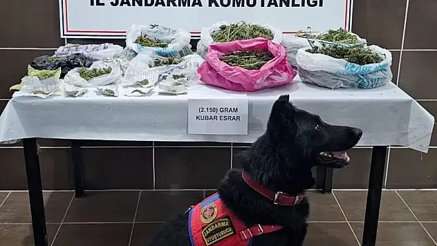 Muş'ta kenevir yetiştiren bir kişi jandarma operasyonuyla yakalandı, 2 kilo esrar ele geçirildi