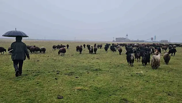 Muş'ta mevsim normalleri üzerindeki sıcaklık besicilere yaradı, saman tasarrufu sağladılar