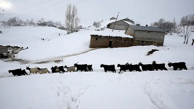 Muş ve Bitlis'te besiciler zorlu kış mesaileri