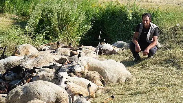 Muş Ziyaret Köyü'nde Panik Anları: 150 Koyun Telef Oldu