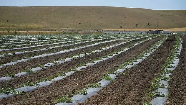 Muş'ta karpuz hasadından 2 milyar TL gelir bekleniyor