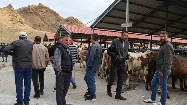 Oltu Canlı Hayvan Pazarı, Şap Hastalığı Sonrası Yeniden Açıldı, Canlılık Geldi
