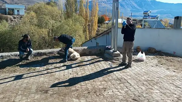 Olur Kaymakamlığı'ndan Sahipsiz Sokak Hayvanlarına Sahiplenme ve Çipleme Çalışması