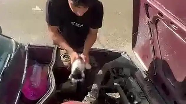 Otomobilin Motor Bölümünde Sıkışan Yavru Kedi Kurtarıldı